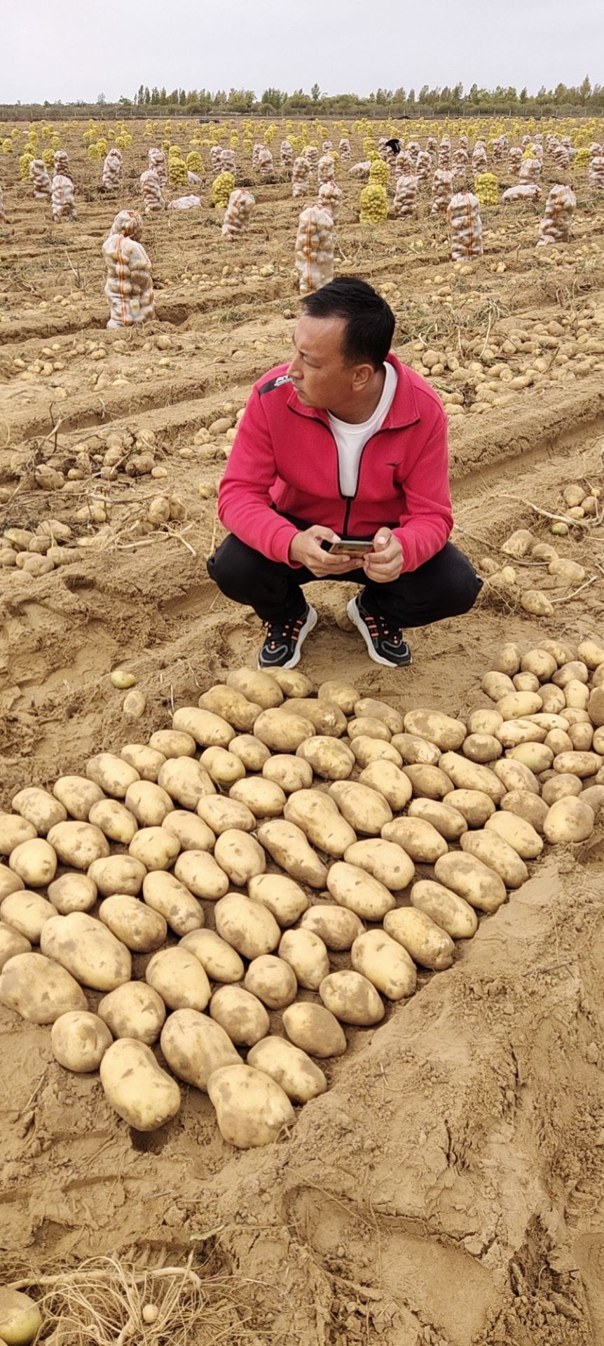 定邊土豆最新價格與市場動態(tài)分析摘要