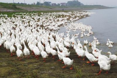 青草2017最新，生態(tài)、科技與藝術(shù)的完美融合