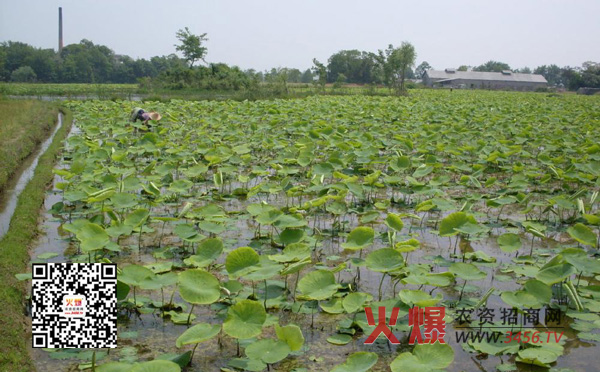 最新蓮藕種植技術(shù)，提升產(chǎn)量與品質(zhì)的創(chuàng)新策略